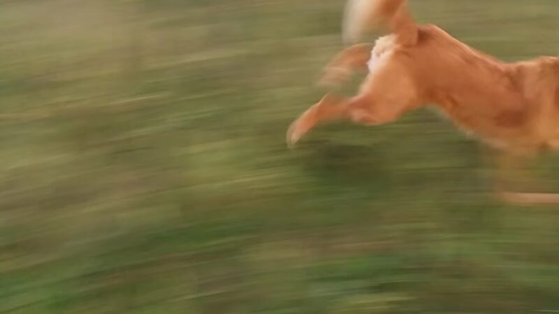 MRD Dog Exercise Area - Waunakee, WI