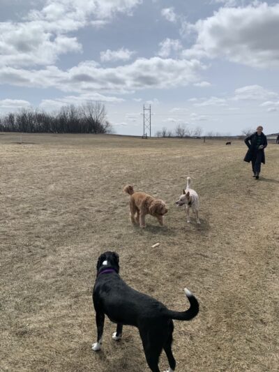 MRD Dog Exercise Area - Waunakee, WI