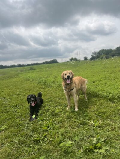 MRD Dog Exercise Area - Waunakee, WI
