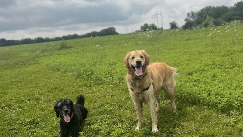 MRD Dog Exercise Area - Waunakee, WI