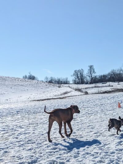 MRD Dog Exercise Area - Waunakee, WI
