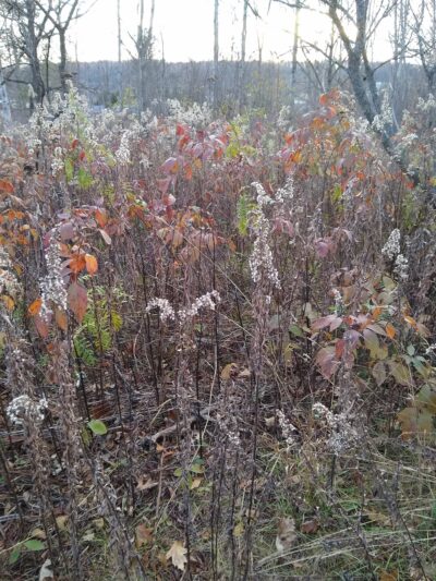 Brokaw County Park - Wausau, WI
