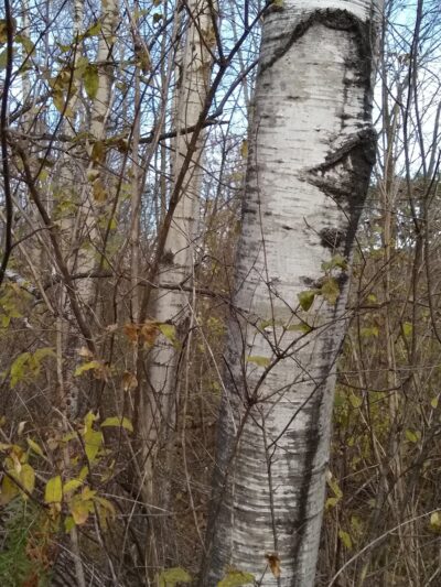 Brokaw County Park - Wausau, WI