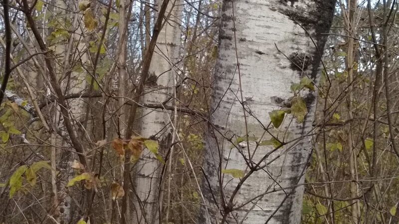 Brokaw County Park - Wausau, WI