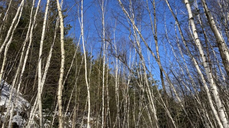 Brokaw County Park - Wausau, WI