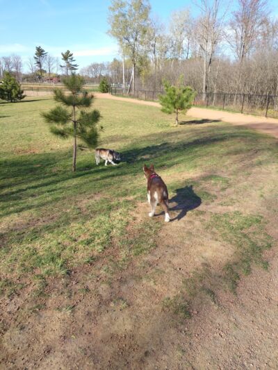 Sandy's Bark Park - Wausau, WI