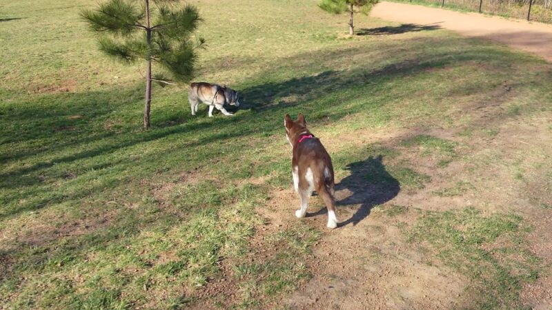 Sandy's Bark Park - Wausau, WI