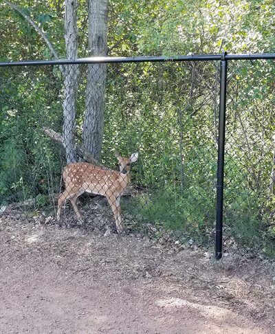 Sandy's Bark Park - Wausau, WI