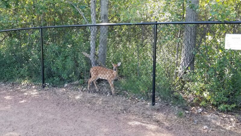 Sandy's Bark Park - Wausau, WI