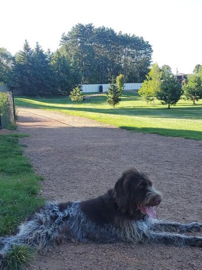 Sandy's Bark Park - Wausau, WI