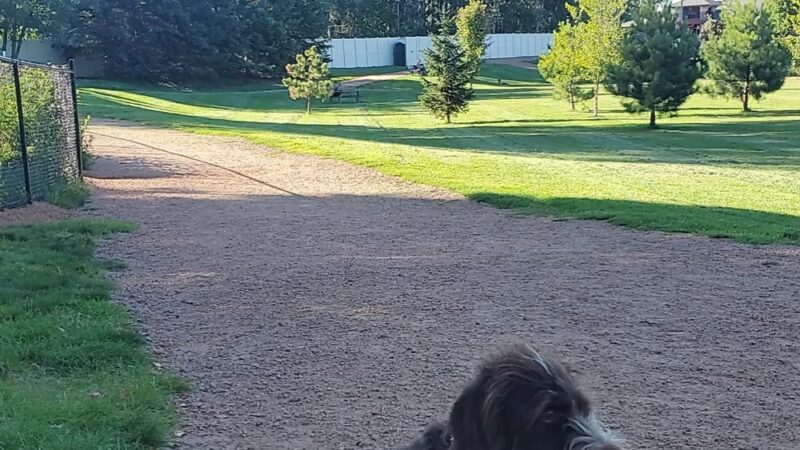 Sandy's Bark Park - Wausau, WI