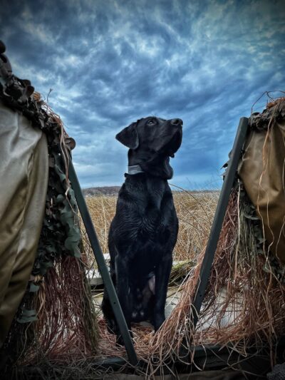 Field Haven Kennels - Waverly, MN