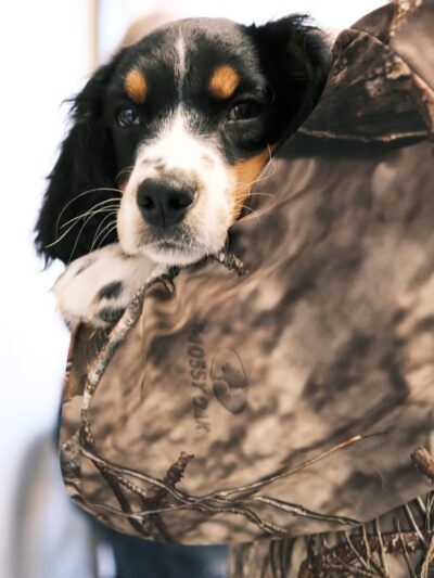 Field Haven Kennels - Waverly, MN