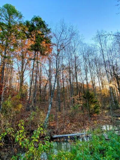 Dogwood Park at Wesley Chapel - Waxhaw, NC
