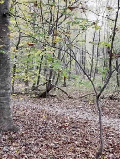 Mineral Springs Greenway (Trails) - Waxhaw, NC
