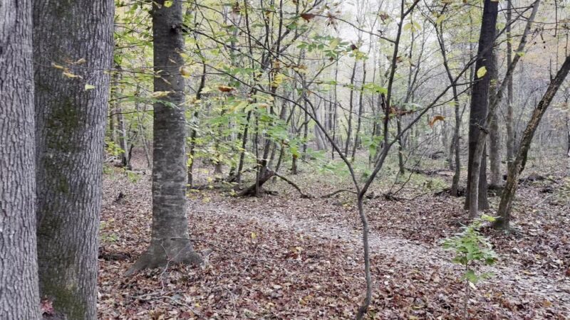Mineral Springs Greenway (Trails) - Waxhaw, NC