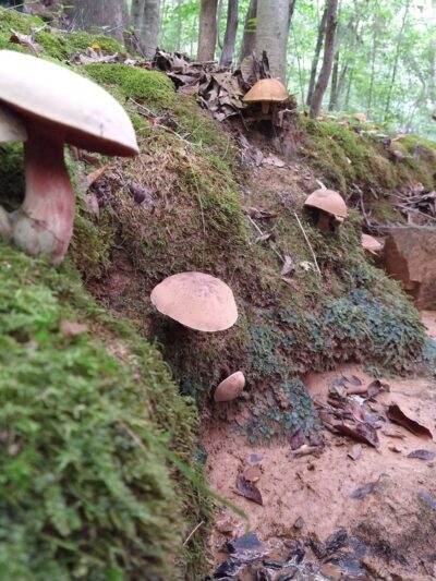 Mineral Springs Greenway (Trails) - Waxhaw, NC