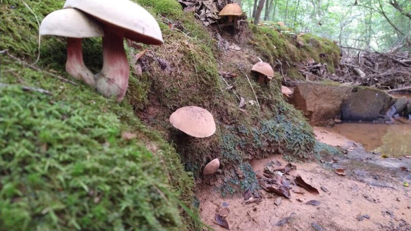 Mineral Springs Greenway (Trails) - Waxhaw, NC