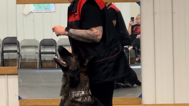 Lather And Leash K9 - Wayland, NY