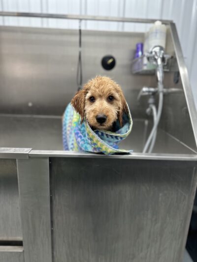 Lather And Leash K9 - Wayland, NY