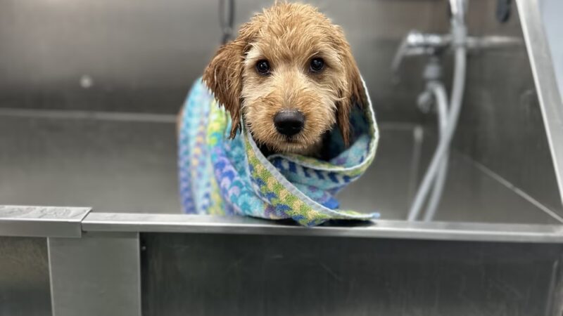 Lather And Leash K9 - Wayland, NY