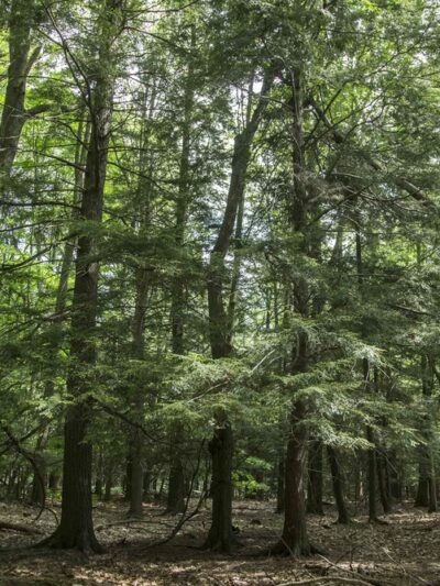 Mill Creek Nature Preserve - Wayland, NY