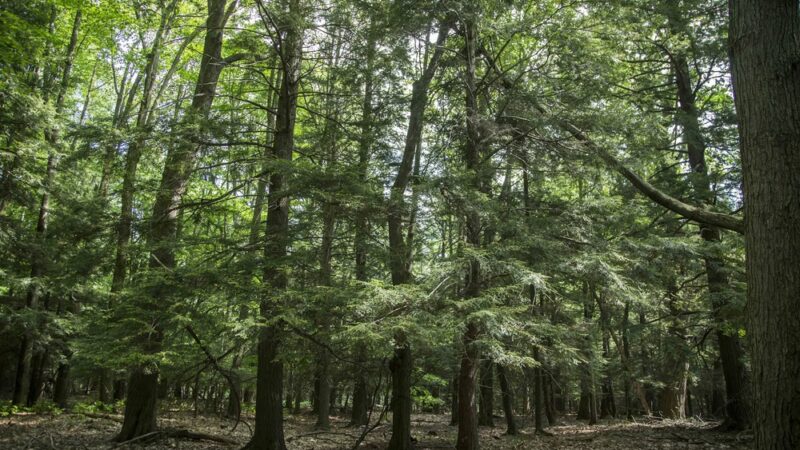 Mill Creek Nature Preserve - Wayland, NY