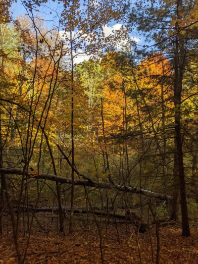 Mill Creek Nature Preserve - Wayland, NY