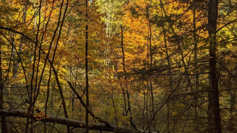 Mill Creek Nature Preserve - Wayland, NY