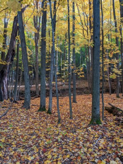 Mill Creek Nature Preserve - Wayland, NY