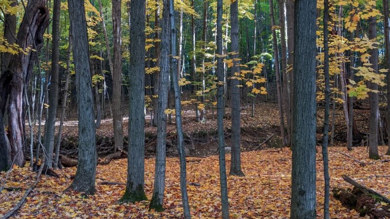 Mill Creek Nature Preserve - Wayland, NY