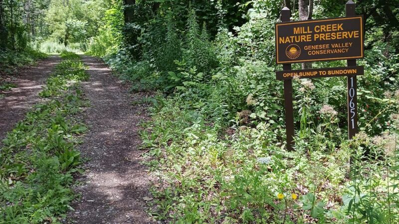 Mill Creek Nature Preserve - Wayland, NY