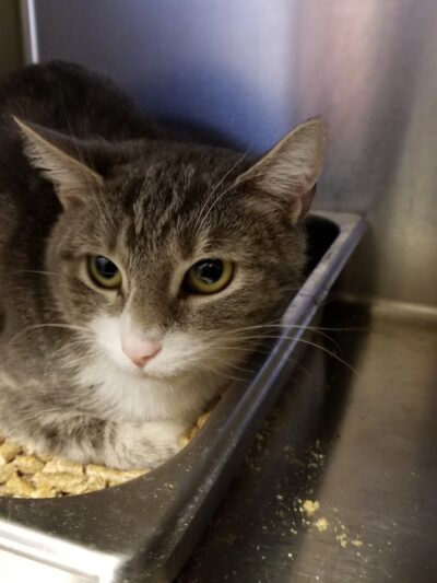 Wayne Animal Shelter - Wayne, NJ