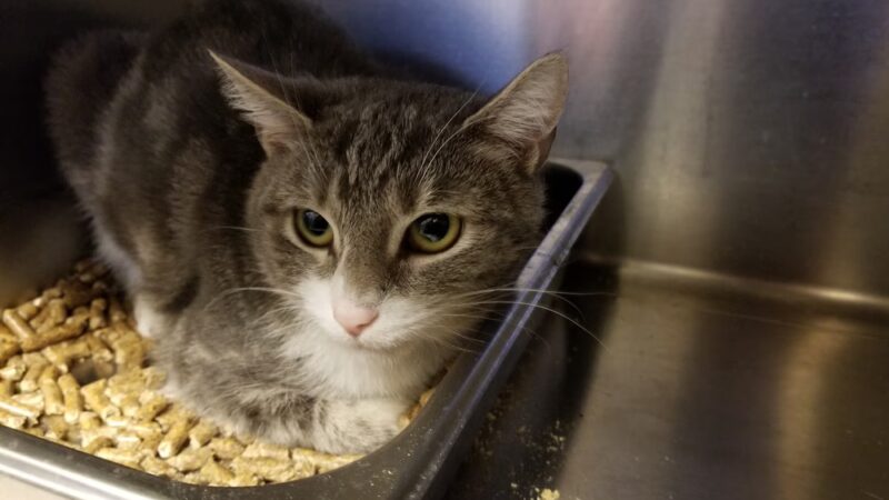 Wayne Animal Shelter - Wayne, NJ