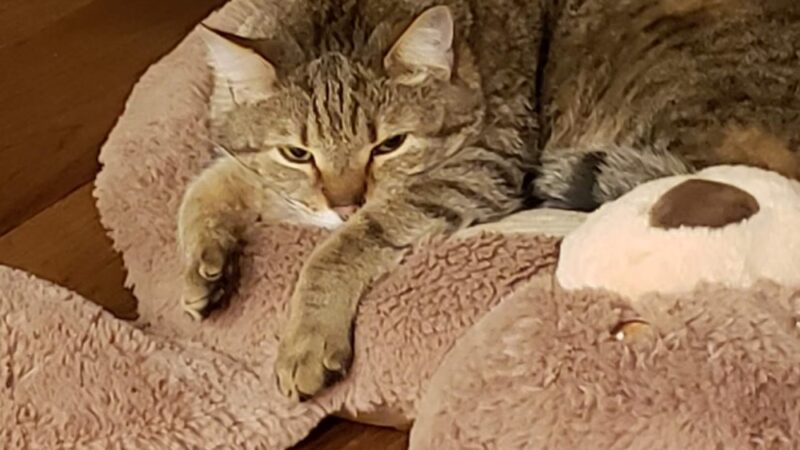 Wayne Animal Shelter - Wayne, NJ