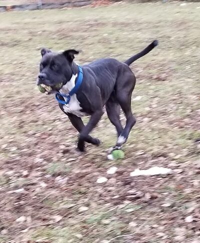Wayne Animal Shelter - Wayne, NJ