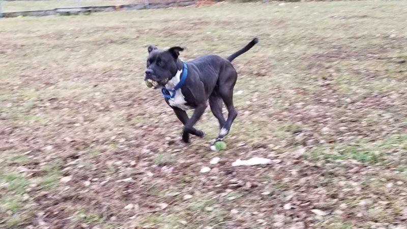 Wayne Animal Shelter - Wayne, NJ