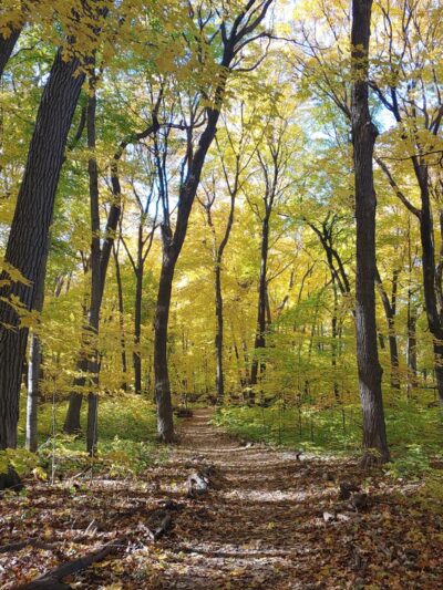 The Big Woods Preserve - Wayzata, MN