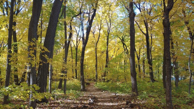 The Big Woods Preserve - Wayzata, MN