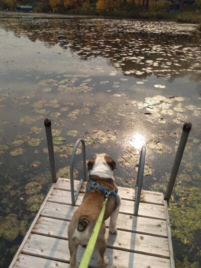 The Big Woods Preserve - Wayzata, MN