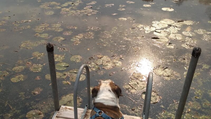 The Big Woods Preserve - Wayzata, MN