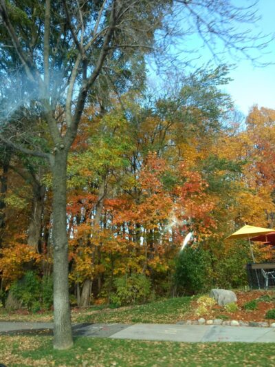 The Big Woods Preserve - Wayzata, MN