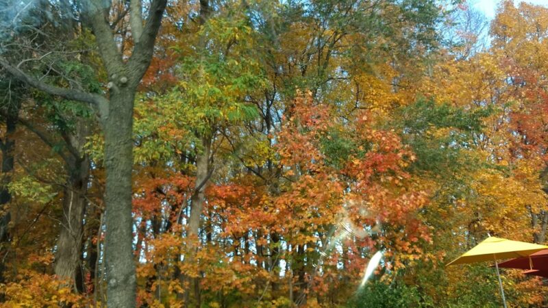 The Big Woods Preserve - Wayzata, MN