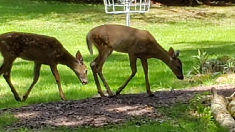 Eurana Park - Weatherly, PA