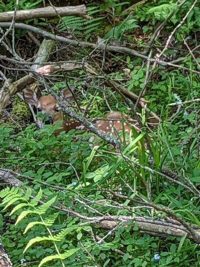 Eurana Park Disc Golf Course - Weatherly, PA