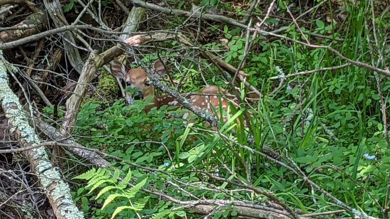 Eurana Park Disc Golf Course - Weatherly, PA