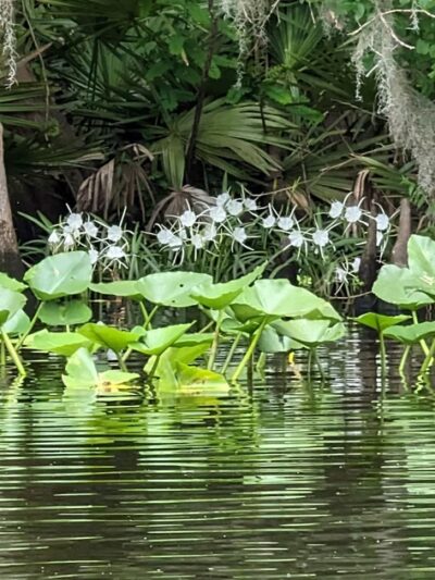 Weirsdale Park - Weirsdale, FL