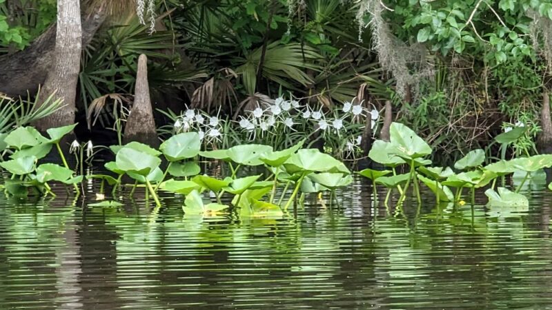 Weirsdale Park - Weirsdale, FL