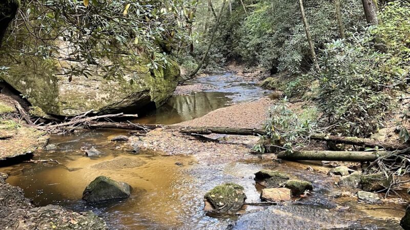 Clifty Wilderness - Wellington, KY