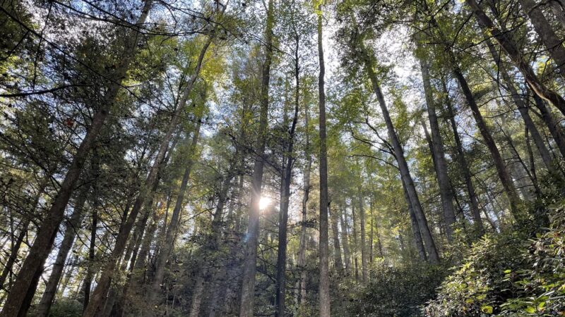 Clifty Wilderness - Wellington, KY